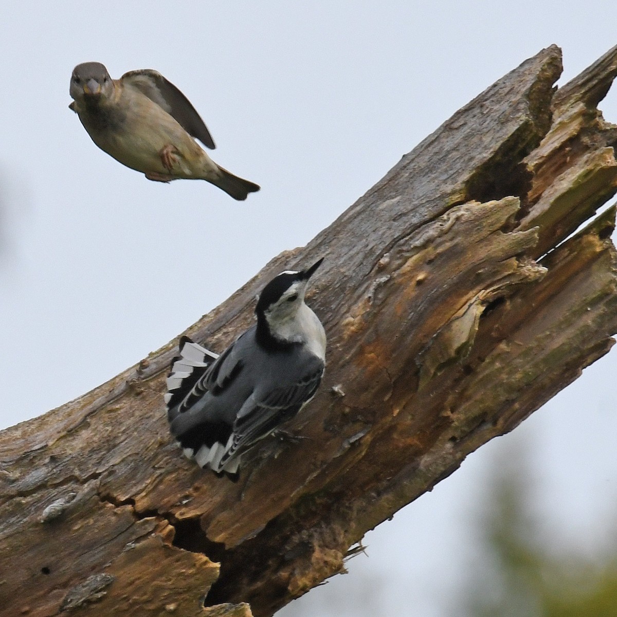 White-breasted Nuthatch - ML615828737