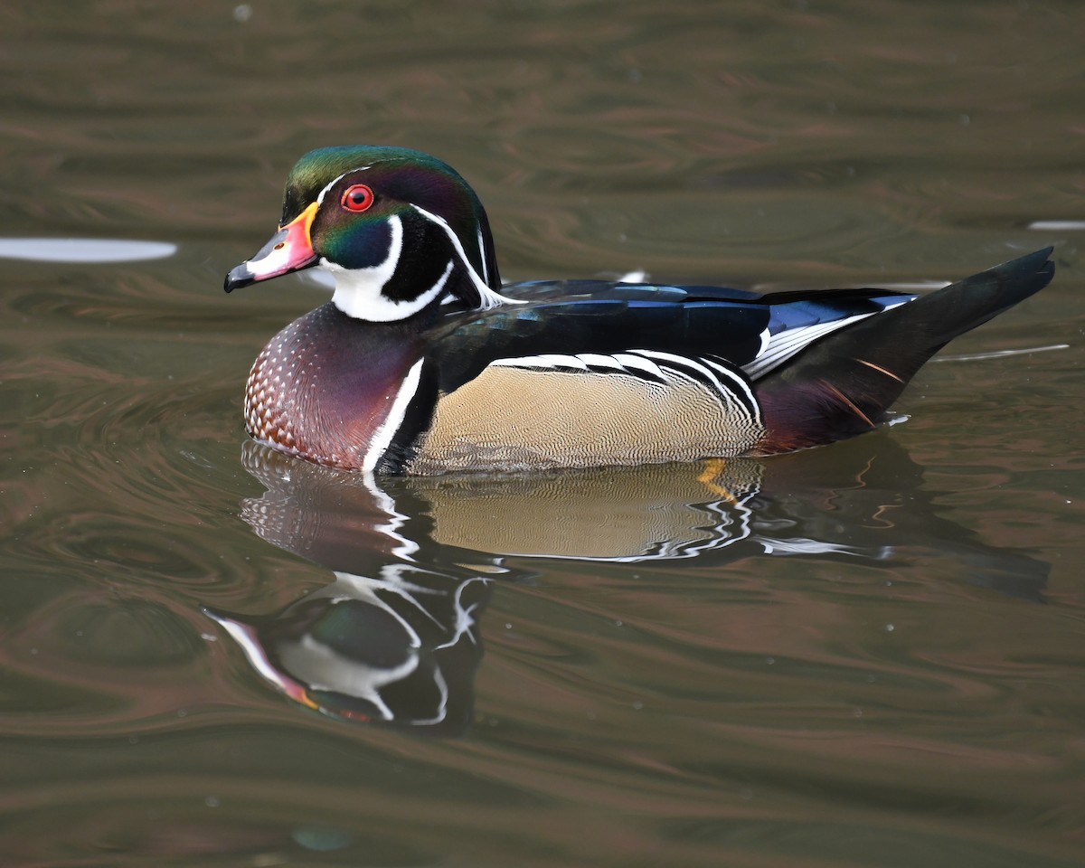 Wood Duck - ML615828762