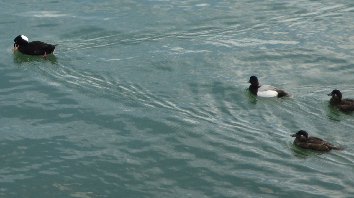 Lesser Scaup - ML615828763