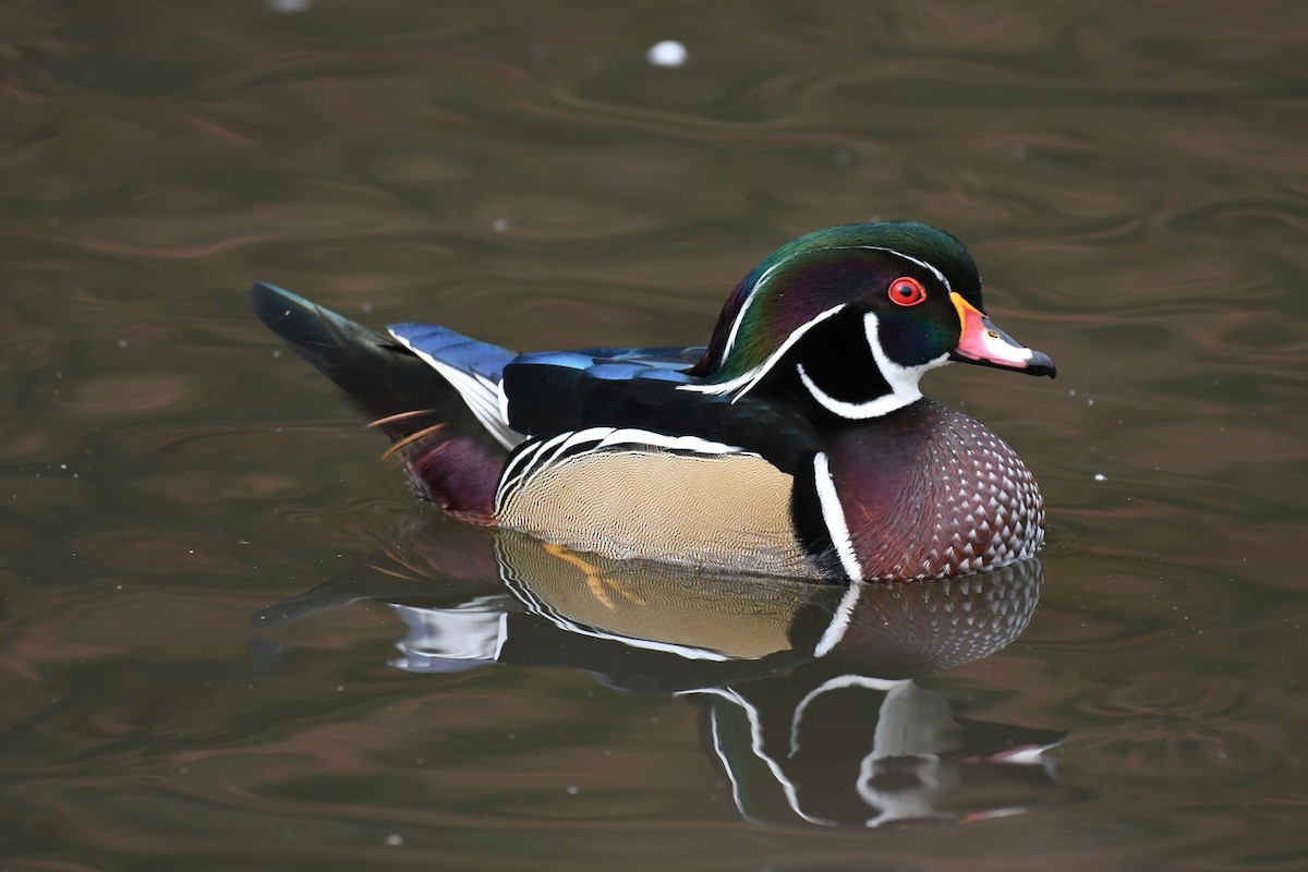 Wood Duck - ML615828813