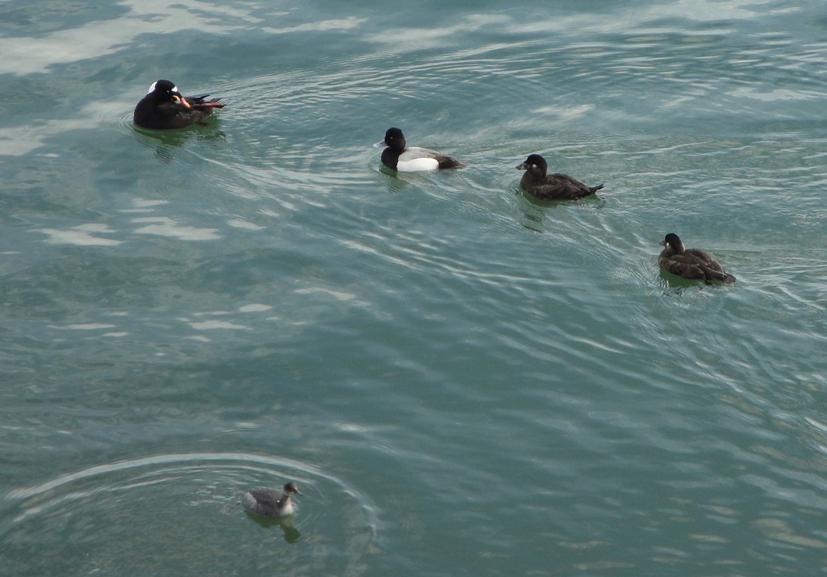 Lesser Scaup - ML615828816