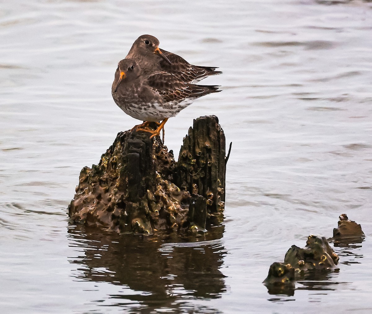 Purple Sandpiper - ML615828860