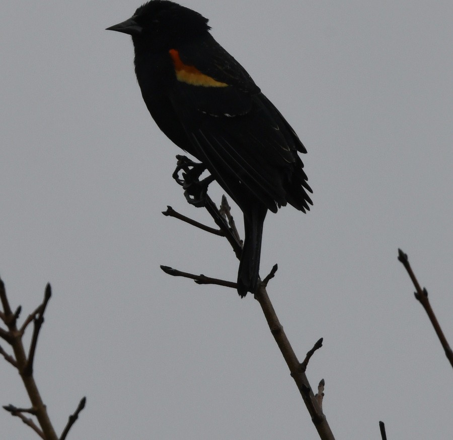 Red-winged Blackbird (Red-winged) - ML615828863