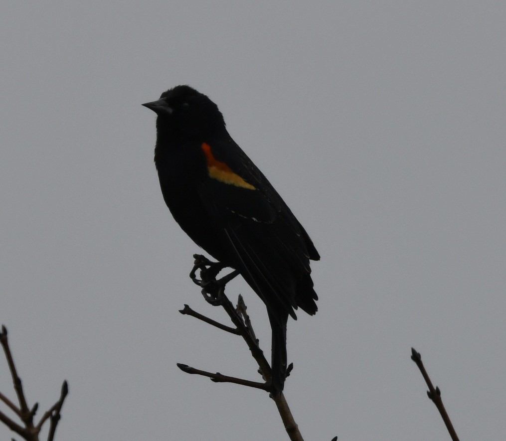 Red-winged Blackbird (Red-winged) - ML615828864
