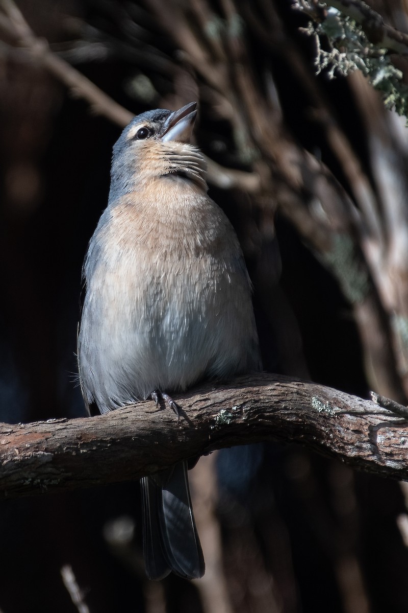 Azores Chaffinch - Ana Amaral