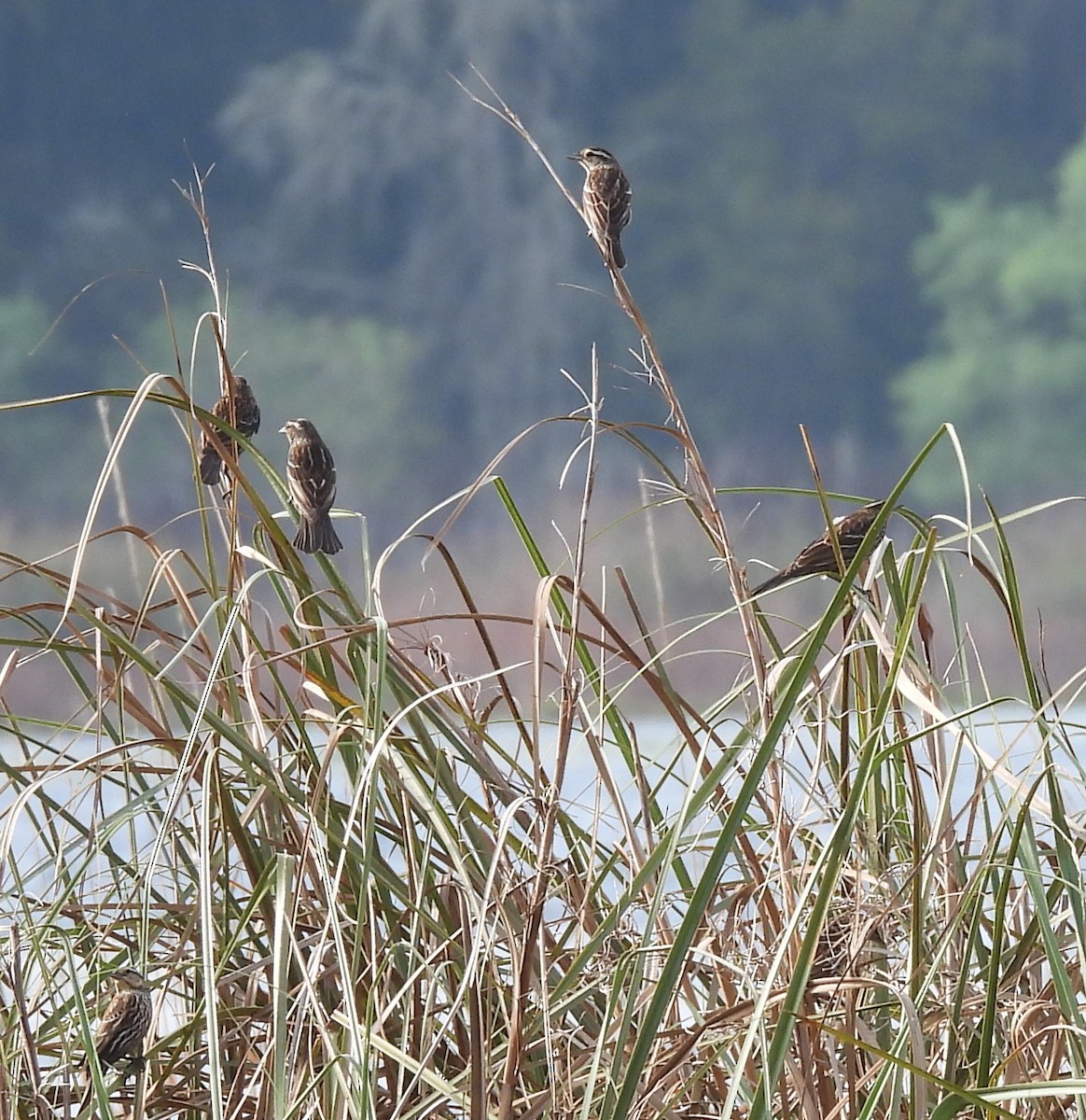 Red-winged Blackbird - ML615829000