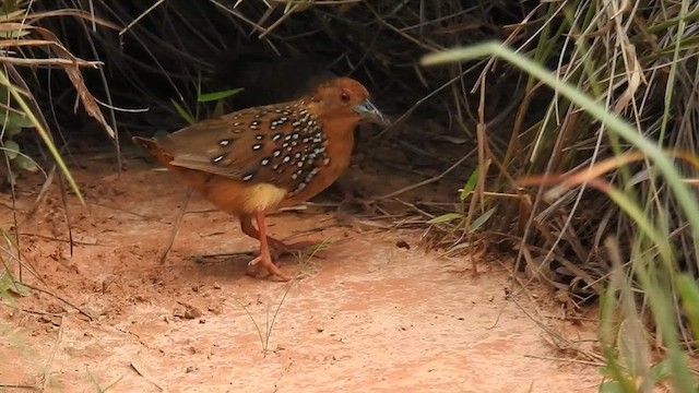 Ocellated Crake - ML615829017