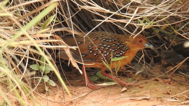 Ocellated Crake - ML615829019