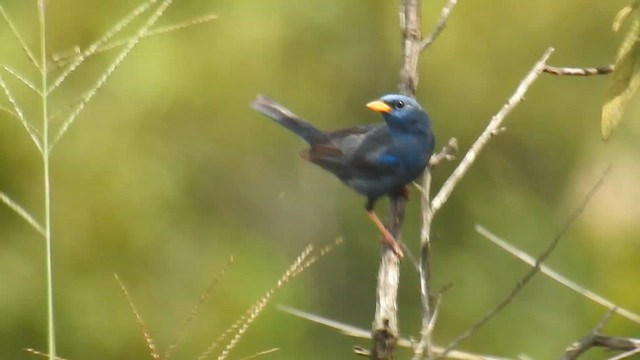 Blue Finch - ML615829067