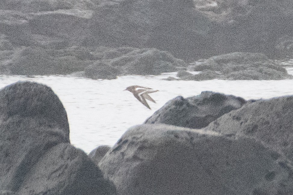 Ruddy Turnstone - ML615829101