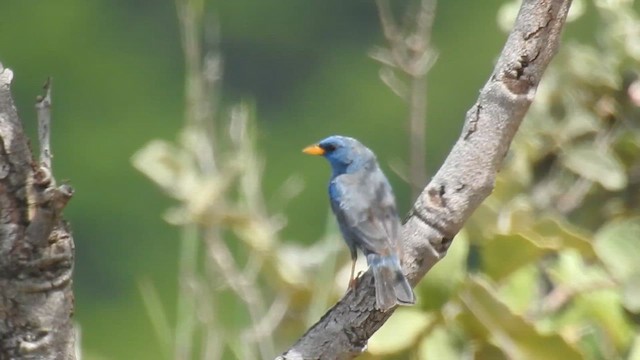 Blue Finch - ML615829111