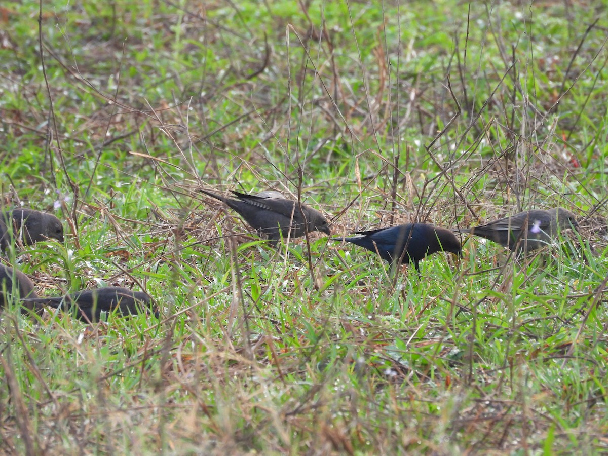 Brown-headed Cowbird - ML615829183