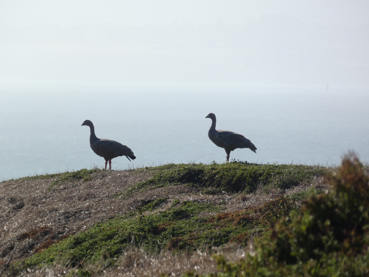 Cape Barren Goose - Jon Tiktin