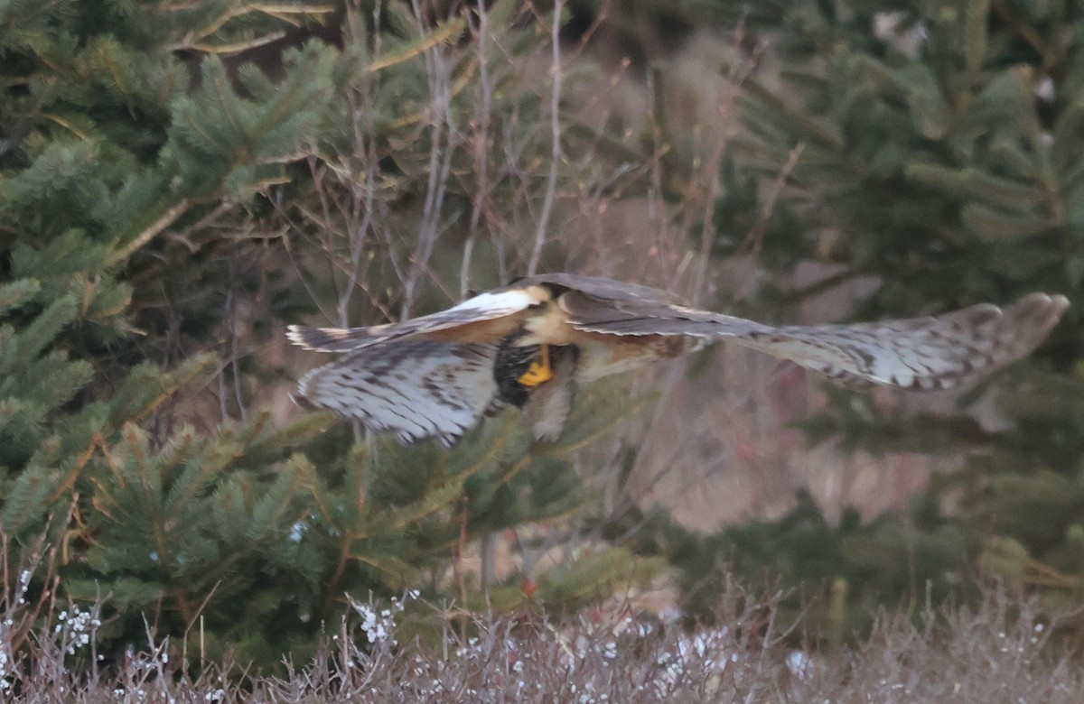 Northern Harrier - ML615829242