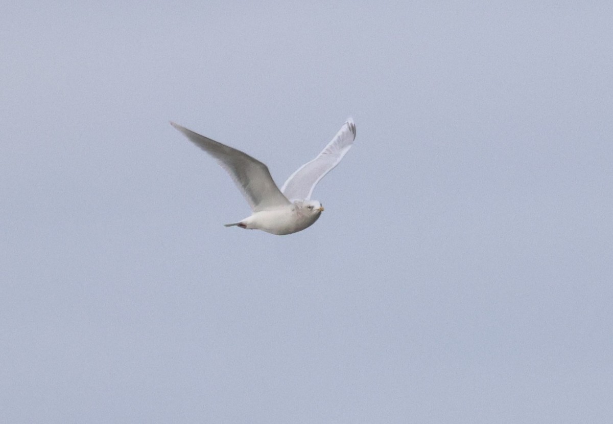 Iceland Gull - Ken McKenna