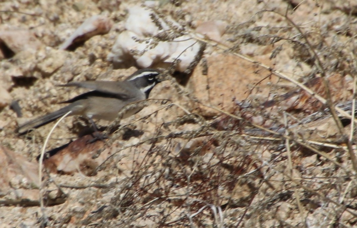 Black-throated Sparrow - ML615829287