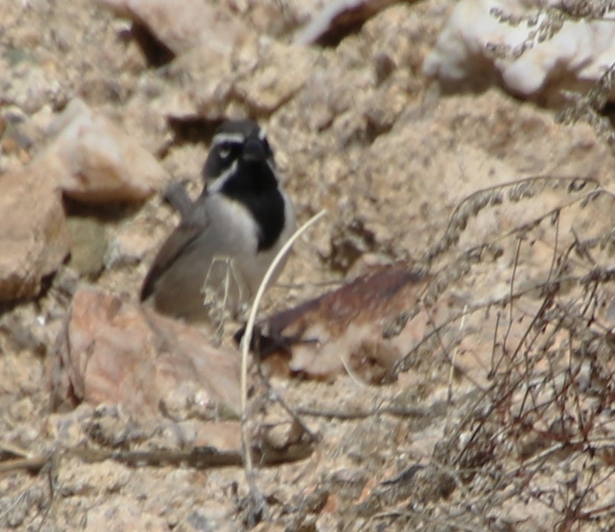 Black-throated Sparrow - ML615829291