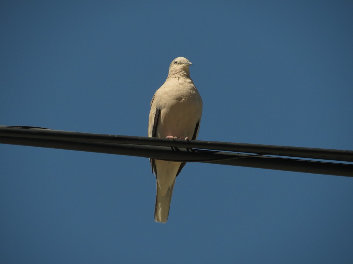 Picui Ground Dove - ML615829294