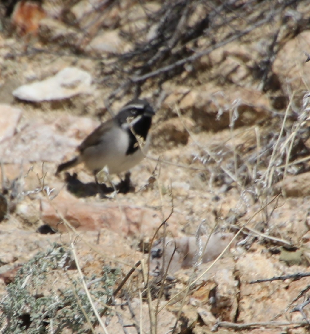 Black-throated Sparrow - ML615829298