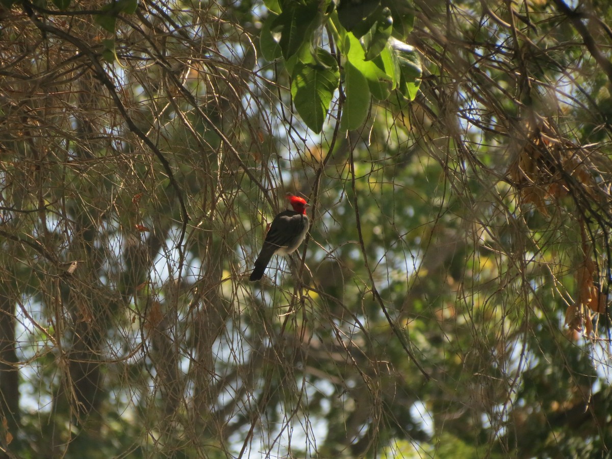 Red-crested Cardinal - ML615829316