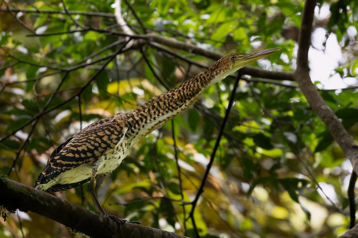 Fasciated Tiger-Heron - Mike “Champ” Krzychylkiewicz