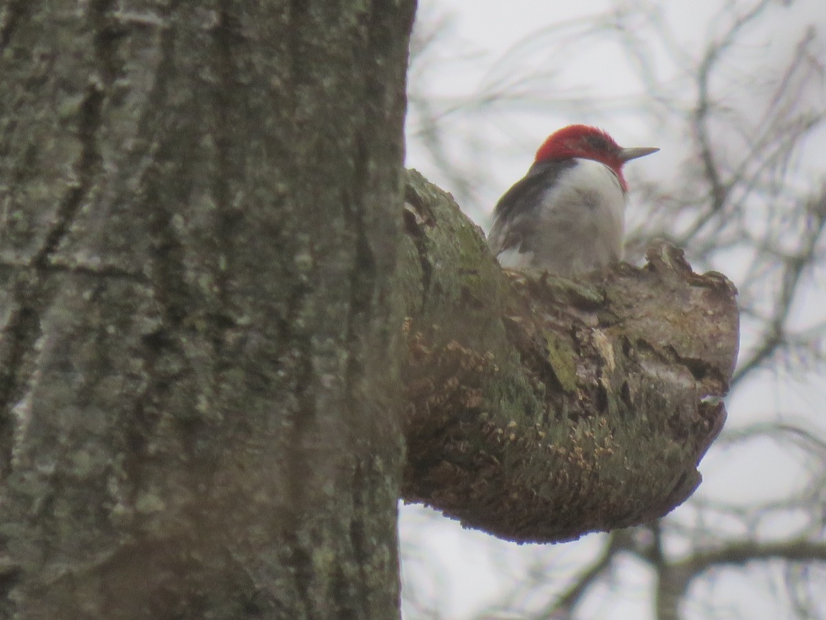 Red-headed Woodpecker - ML615829368