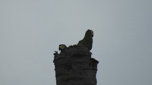 Red-bellied Macaw - ML615829369