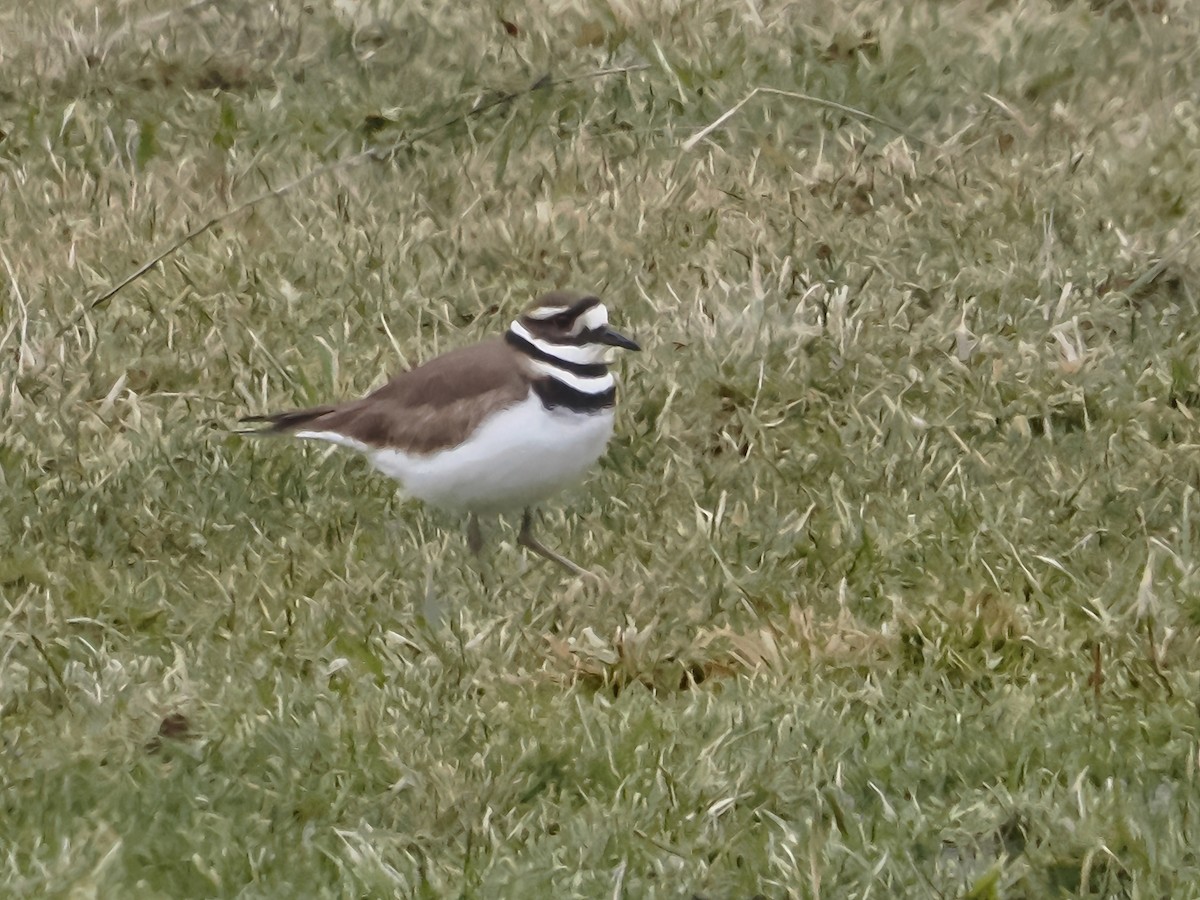 Killdeer - ML615829379