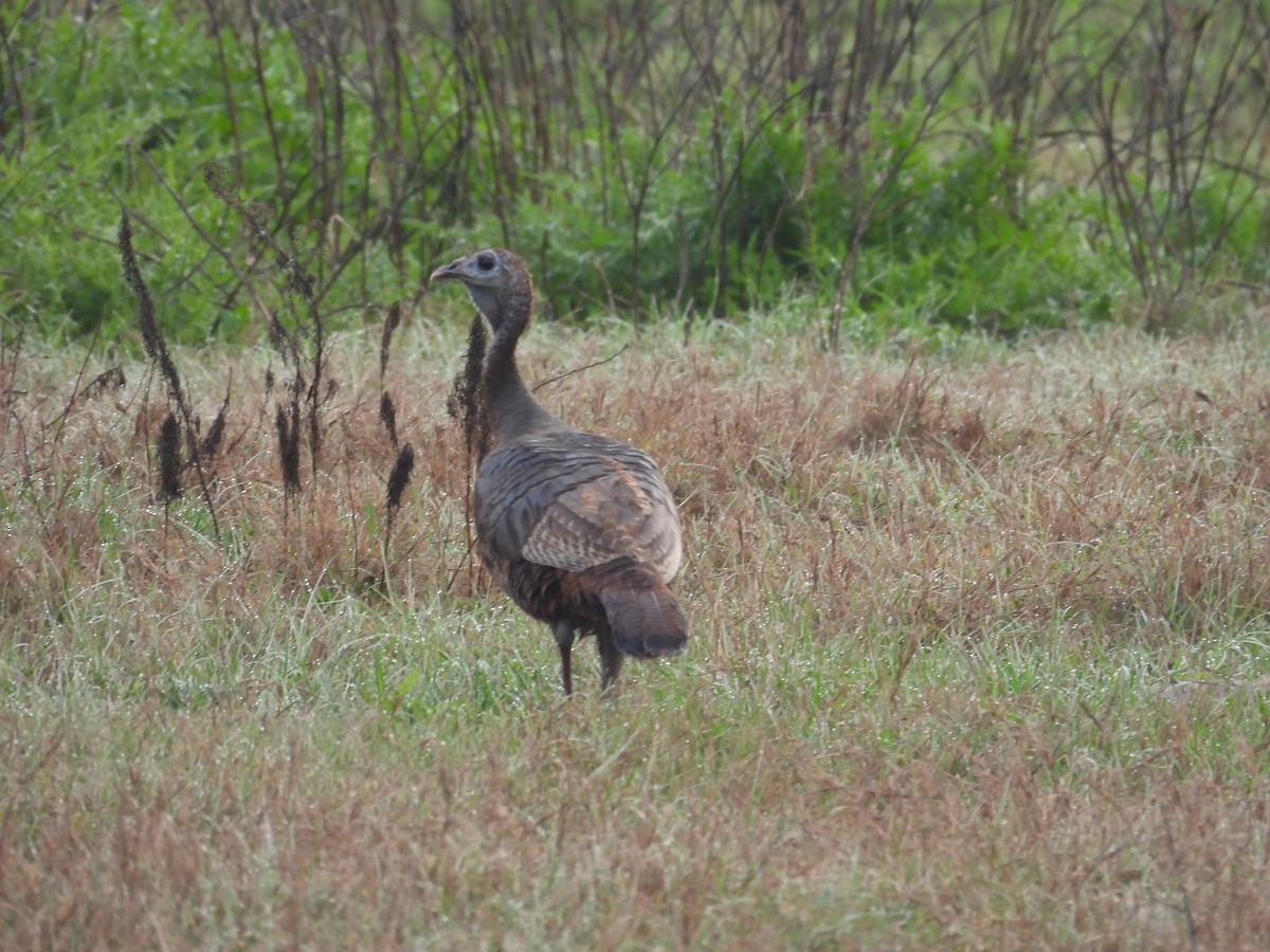 Wild Turkey - ML615829383