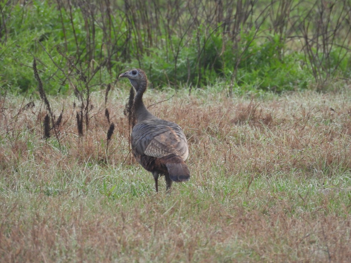 Wild Turkey - ML615829383