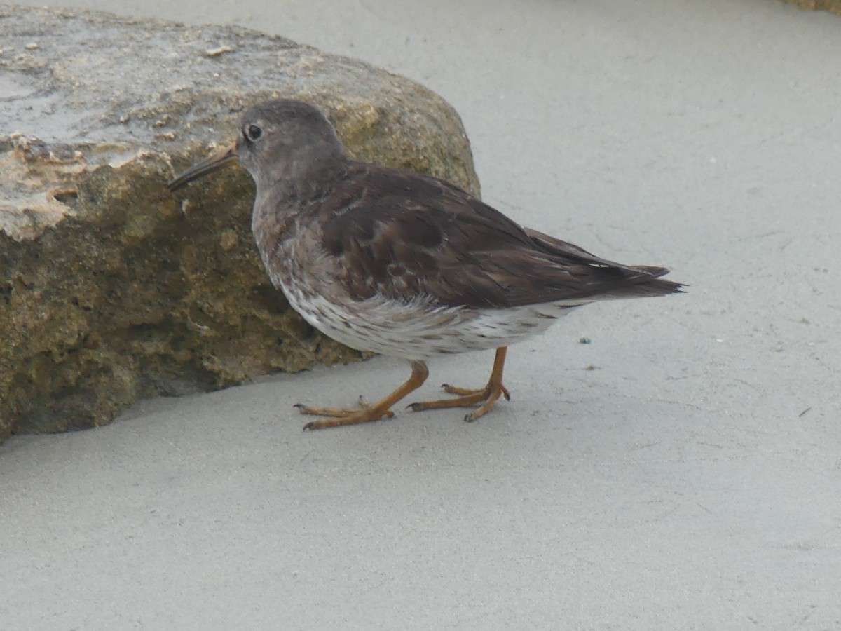 Purple Sandpiper - Thomas Ledford