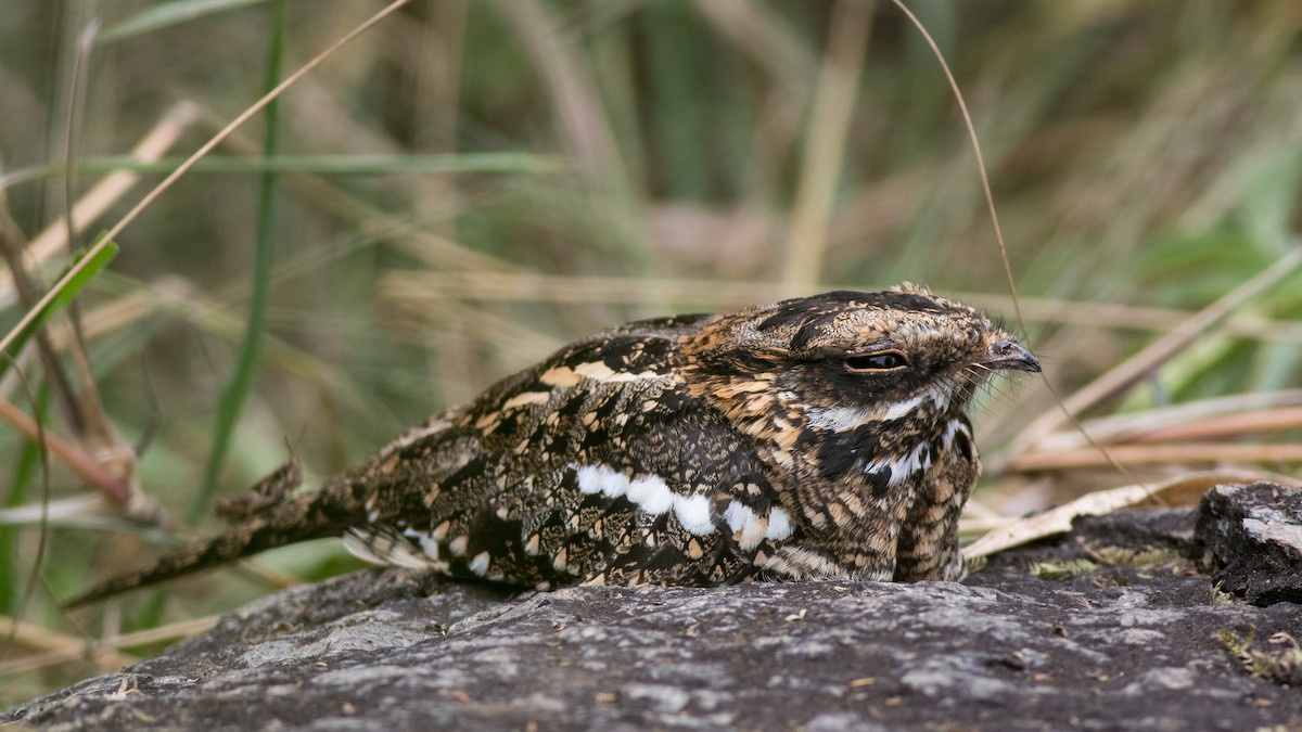 Square-tailed Nightjar - ML615829409