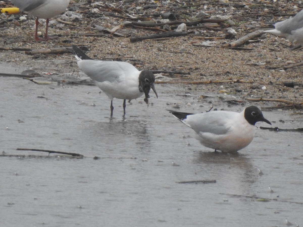 Black-headed Gull - ML615829420