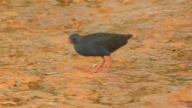 Paint-billed Crake - ML615829441