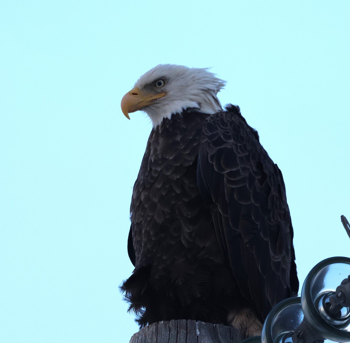 Weißkopf-Seeadler - ML615829458