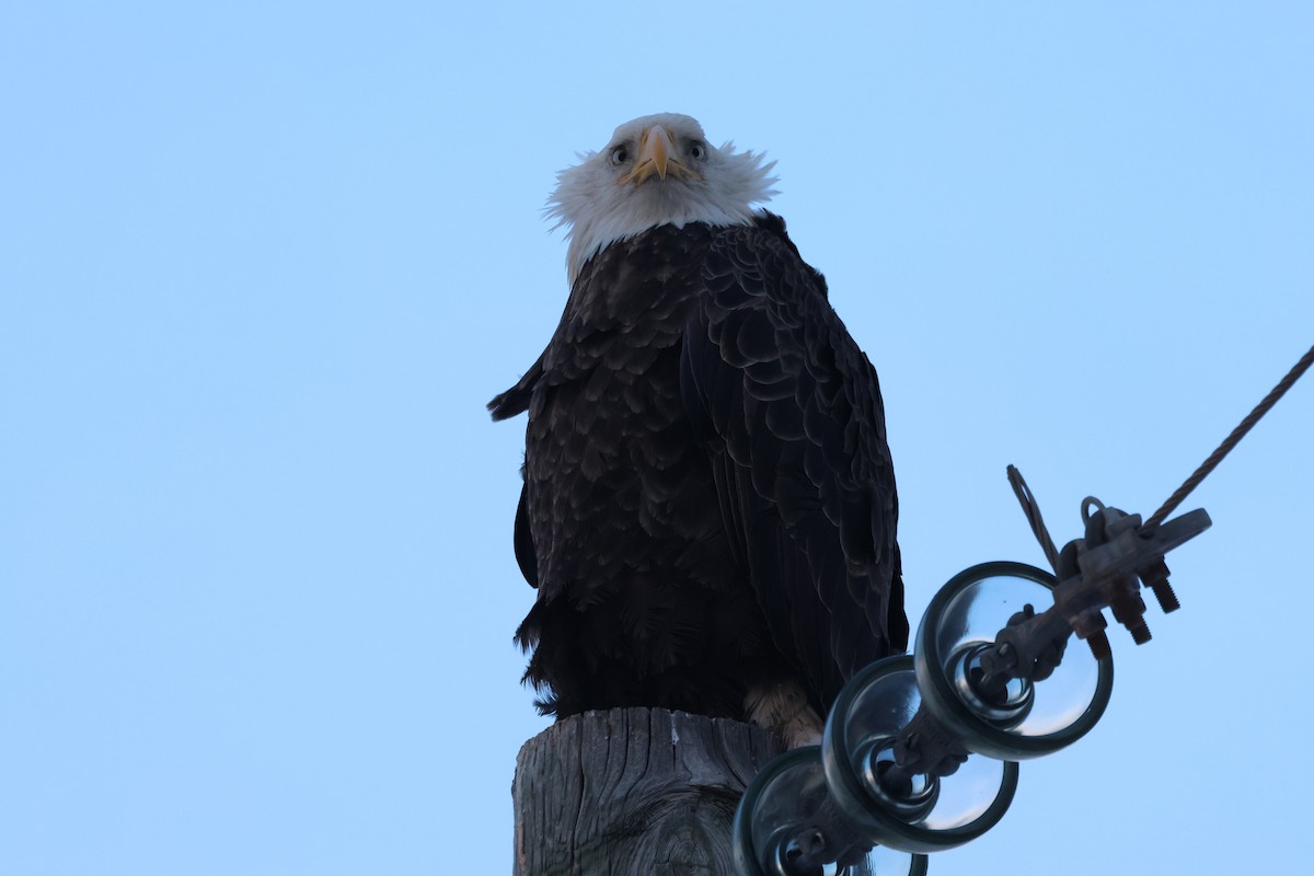 Bald Eagle - ML615829463