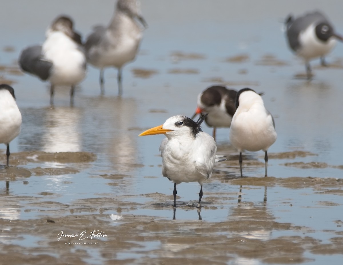 Sandwich Tern (Cayenne) - ML615829502