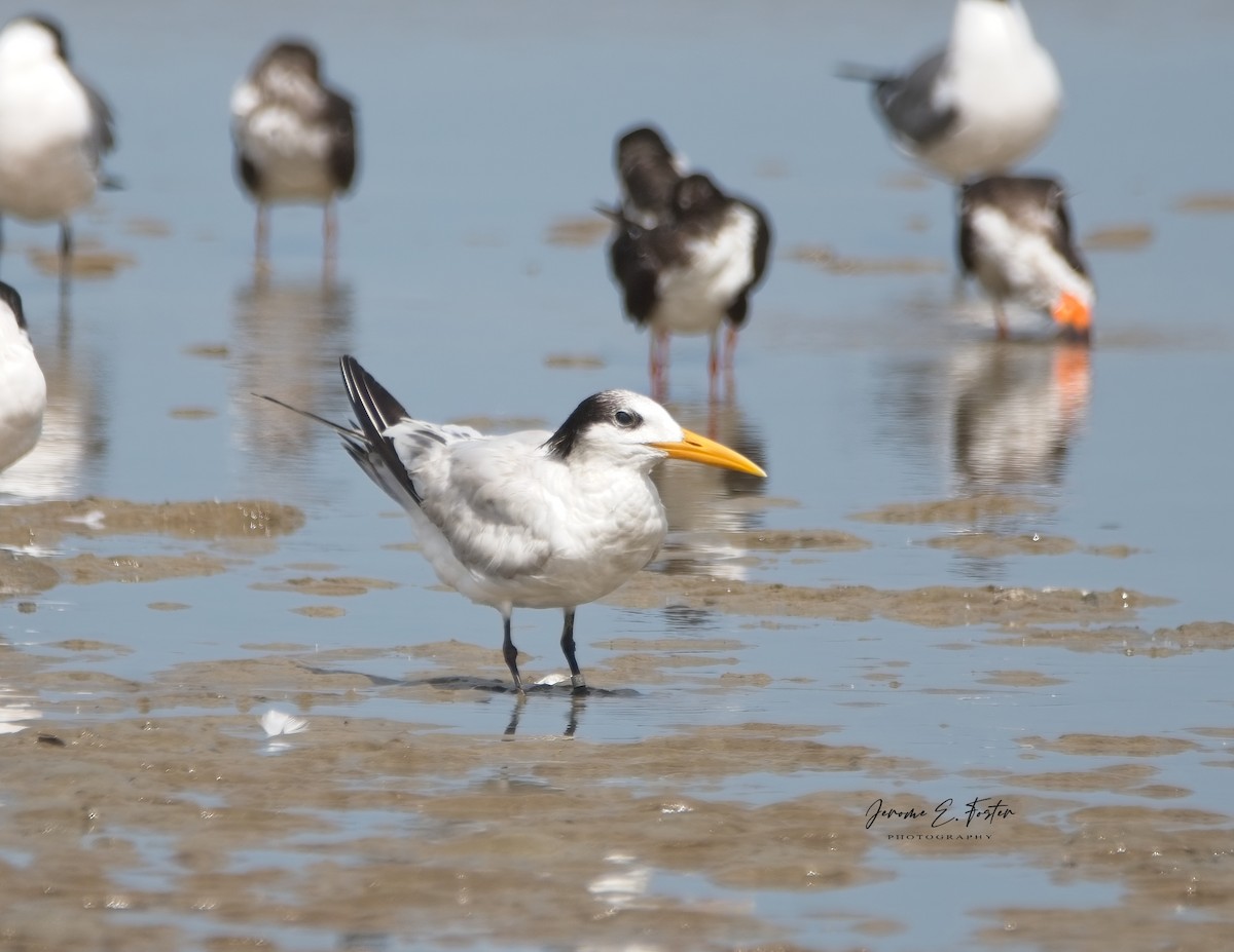 Sandwich Tern (Cayenne) - ML615829503