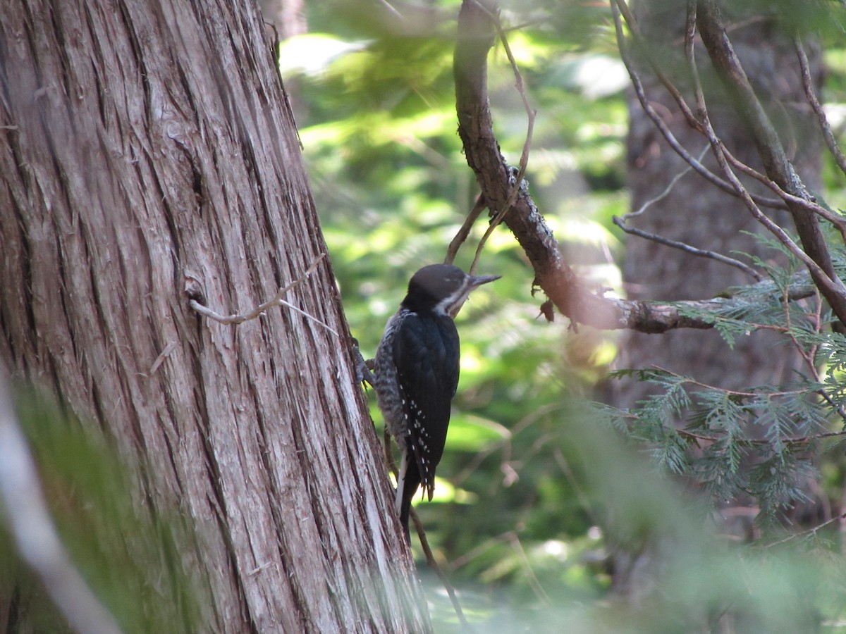 Black-backed Woodpecker - ML615829545