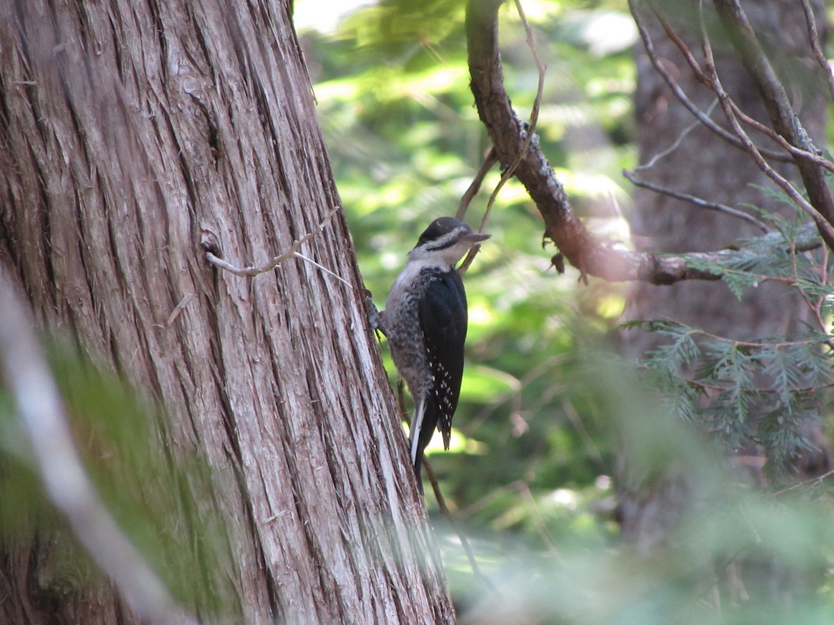 Black-backed Woodpecker - ML615829546