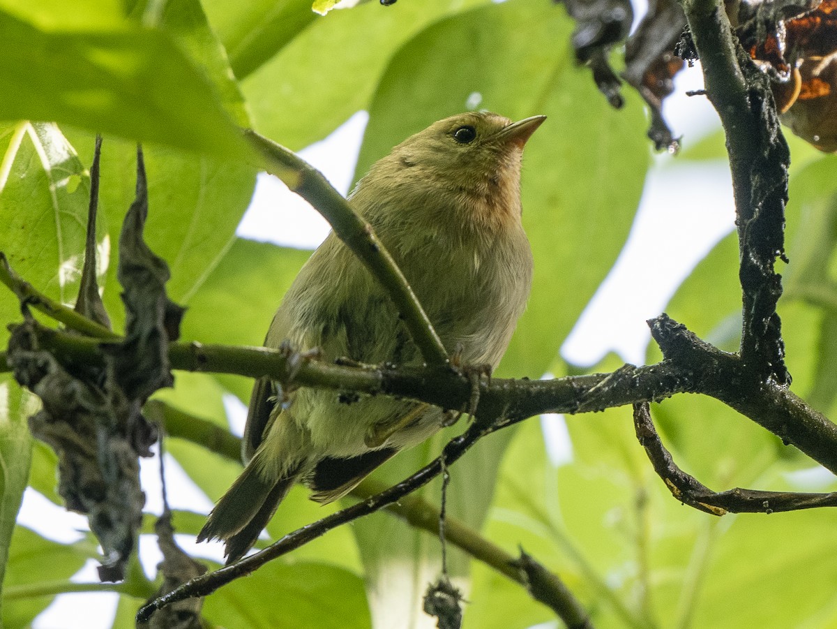 Green Warbler-Finch - ML615829560