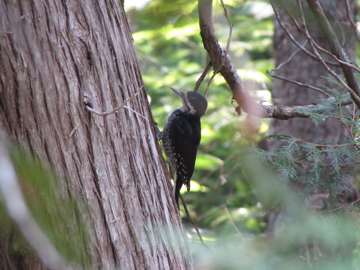 Black-backed Woodpecker - ML615829563