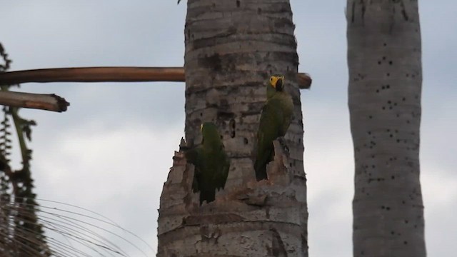 Red-bellied Macaw - ML615829590