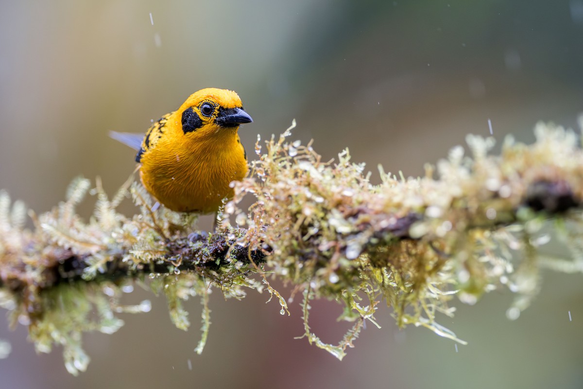 Golden Tanager (aurulenta Group) - Ryan Shean