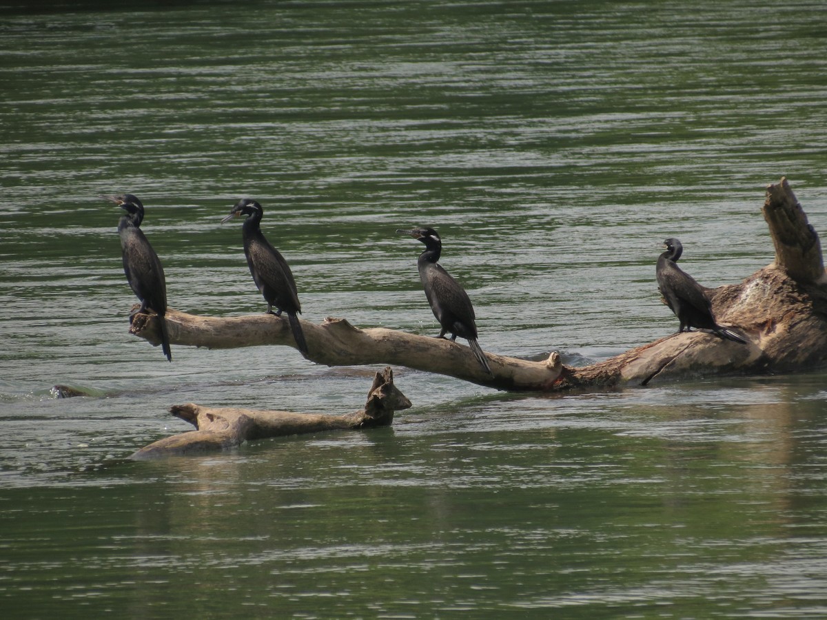 Neotropic Cormorant - ML615829622