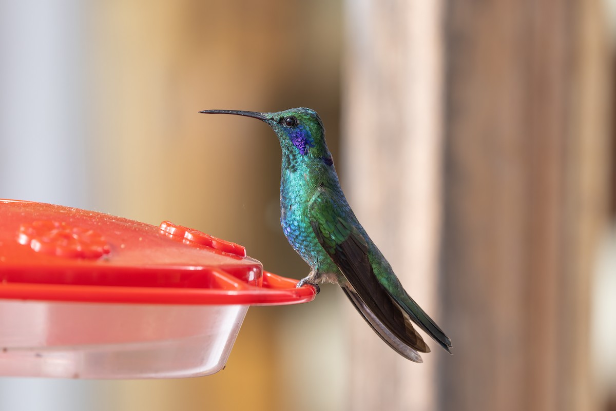 kolibřík modrouchý - ML615829665