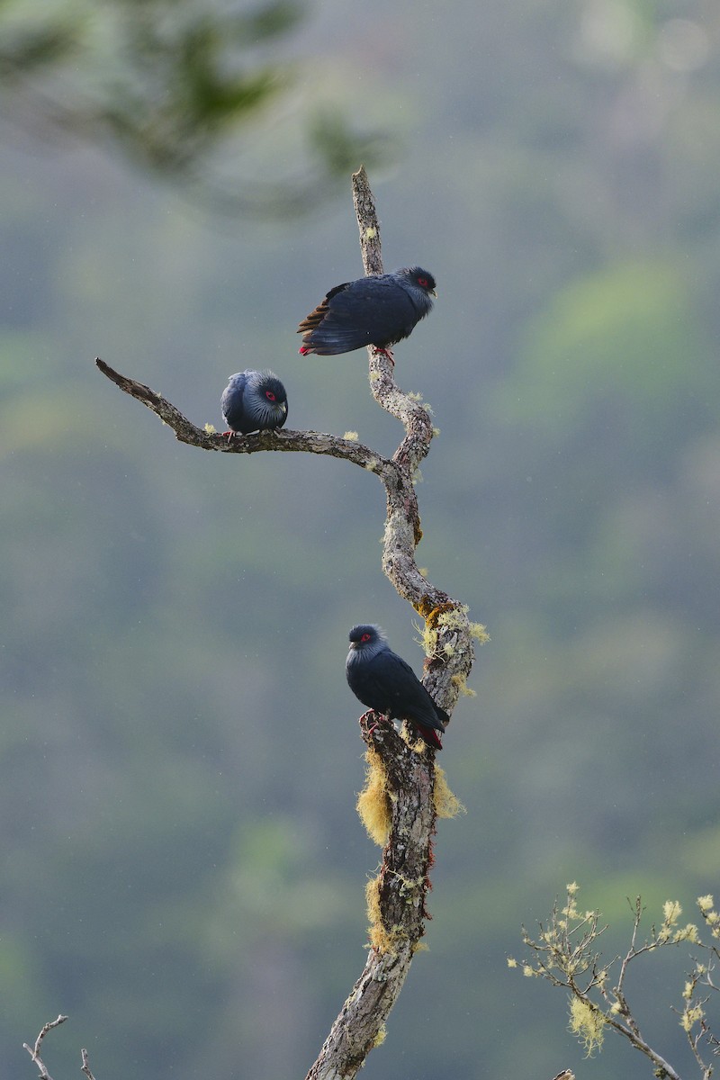 Madagascar Blue-Pigeon - Paul Maury