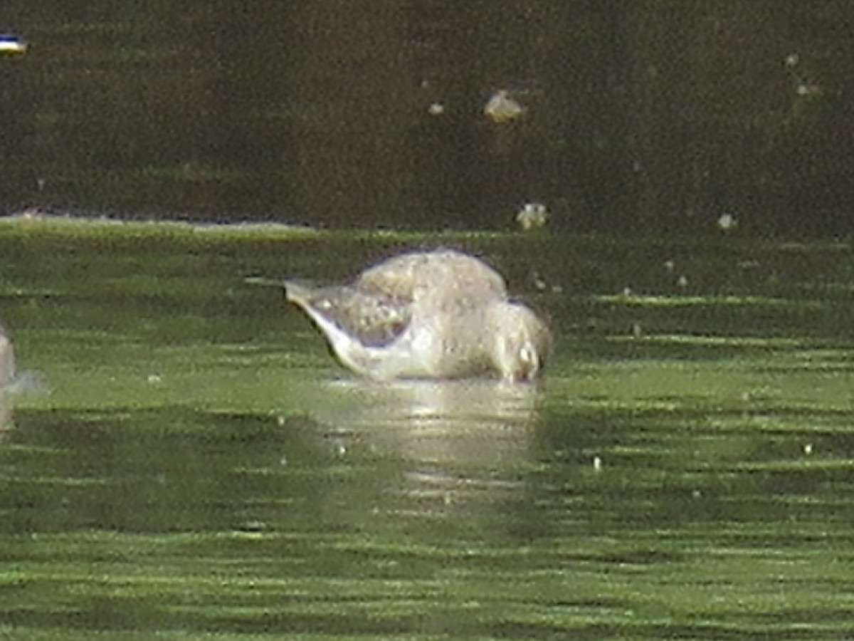 Long-billed Dowitcher - ML615829680