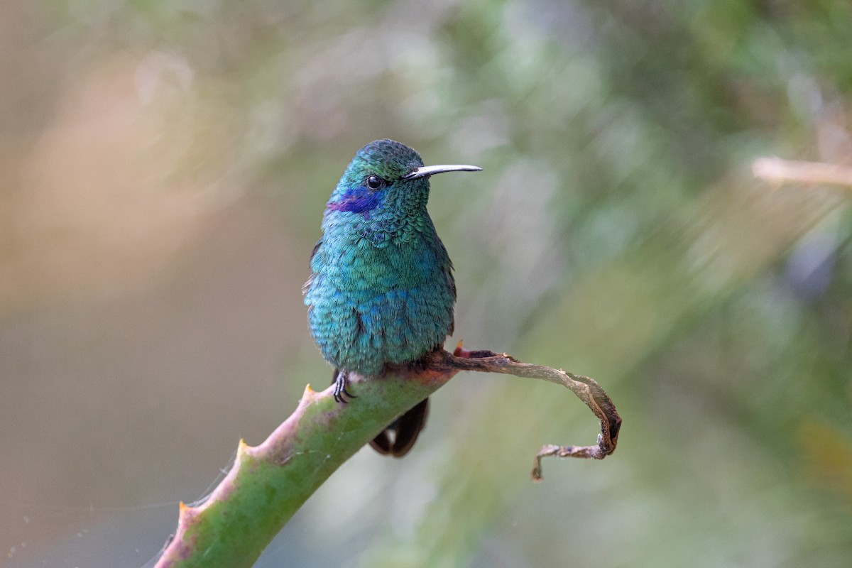 kolibřík modrouchý - ML615829723