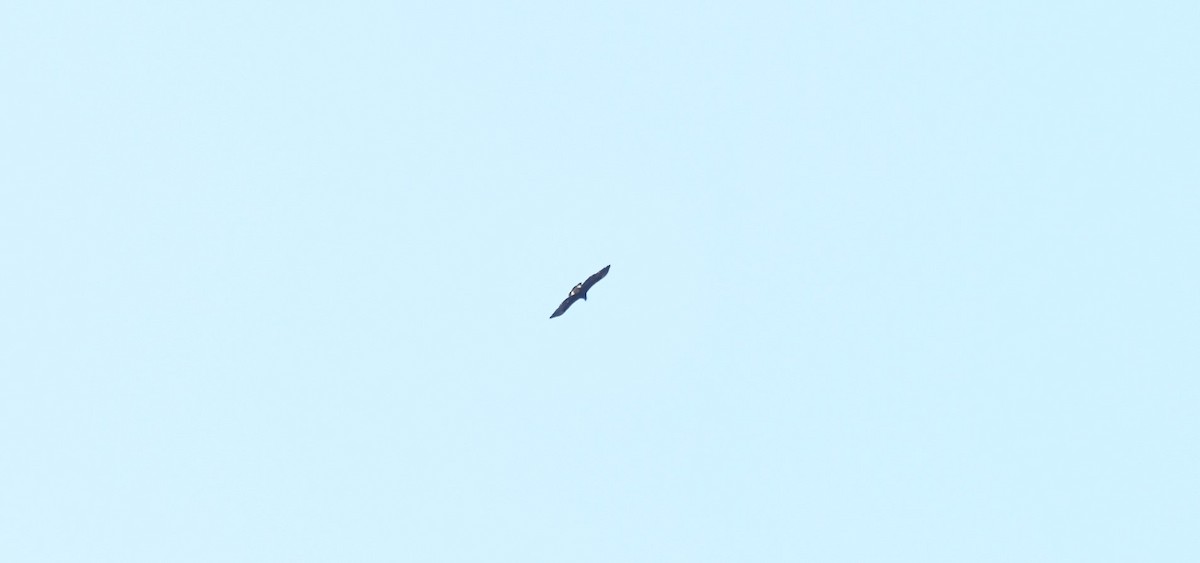 Weißkopf-Seeadler - ML615829750